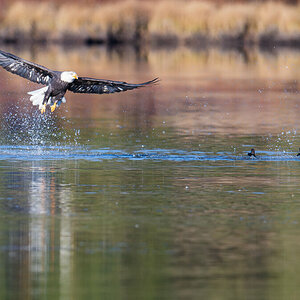 Bald_Eagle_Ducks-5.jpg