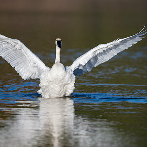 Trumpeter Swan.jpg
