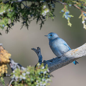 Bluebird.jpg