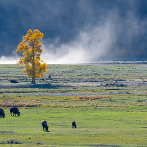 Lamar Valley Landscape.jpg