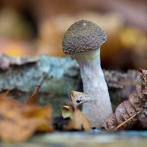 Pilze 8.jpg