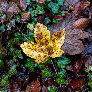 Herbst.jpg