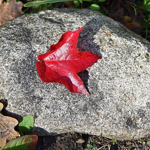 blatt_3.jpg