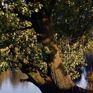 baum_am_see.jpg