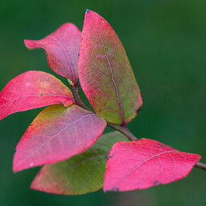 Kulturheidelbeeren im Herbst.jpg