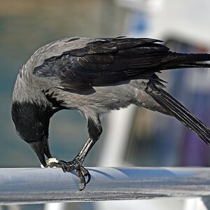 split_hafen_kraehe.jpg