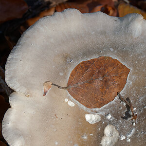 NA313217nikon.jpg