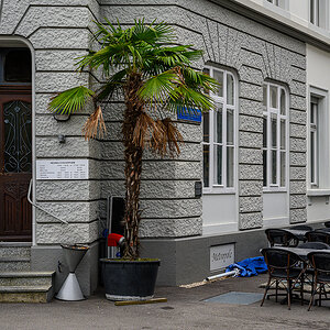 Palme.jpg
