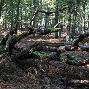 Im Diesfordter Wald.jpg