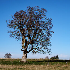 Baum.jpg