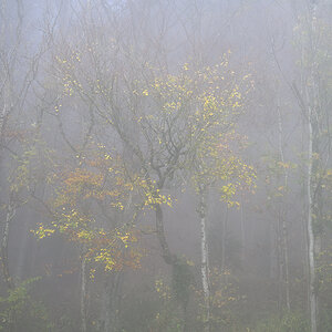 Nebel.jpg