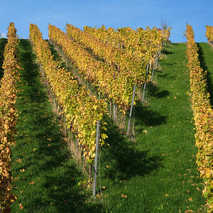 Weinberg