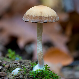 Pilze 6.jpg