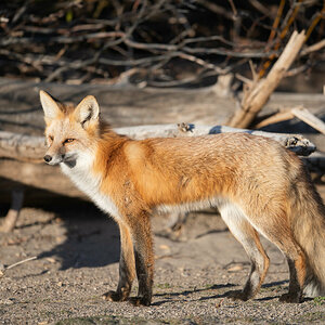 Fuchs-5.jpg