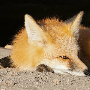 Fuchs-2.jpg