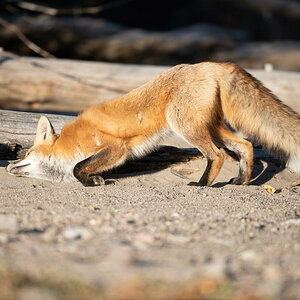 Fuchs-4.jpg