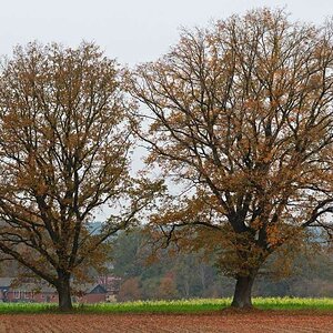 Herbsteichen.jpg