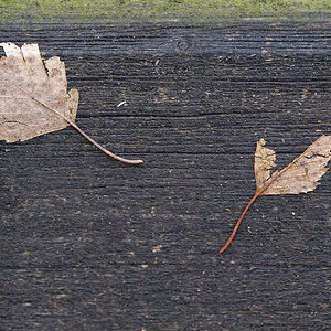 N2115169nikon.jpg