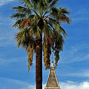 split_baum.jpg