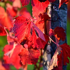 herbst05.jpg