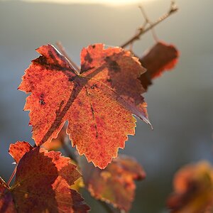 herbst07.jpg
