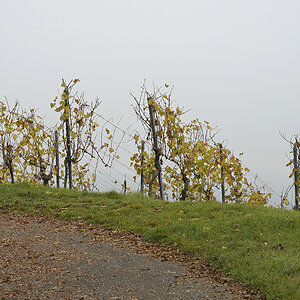 Helfenberg_Zf_DSC0081_12x18x150.jpg
