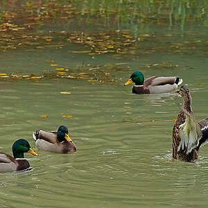 DSC_4068_NIKON Z 5_1200.jpg