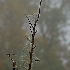 DSC_4119_NIKON Z 5_1200.jpg