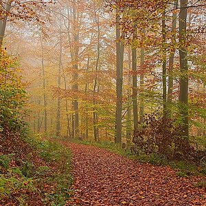 DSC_4124_NIKON Z 5_1200-2.jpg
