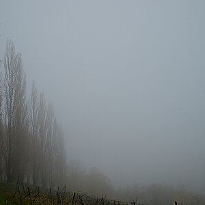 DSC_4137_NIKON Z 5_1200.jpg