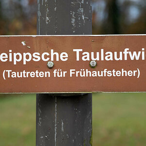 Taulaufwiese.jpg