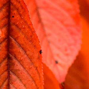 Blatt.jpg