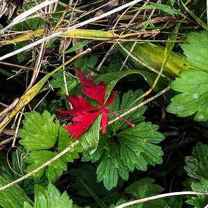 PA090168-Edit.jpg