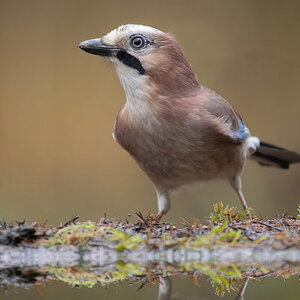Eurasian Jay 2.jpg