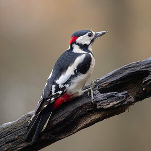Great Spotted Woodpecker 2.jpg