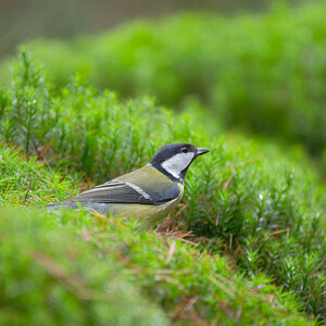 Great Tit 1.jpg