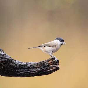 Marsh Tit 2.jpg