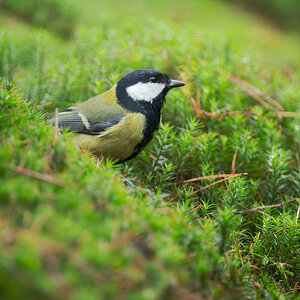 Great Tit 2.jpg