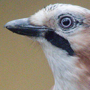 Eurasian Jay OM-1ii_no_NR.jpg