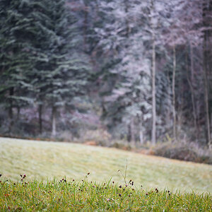 Wald.jpg