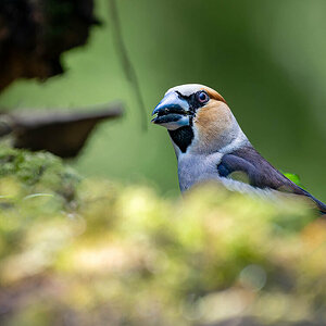 2024-06-17 15 Hawfinch.jpg
