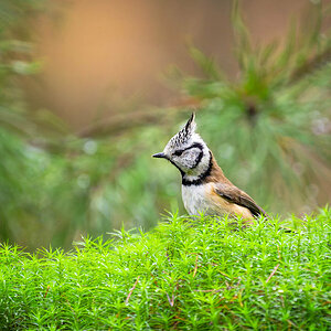 2024-11-15 21 Crested Tit.jpg