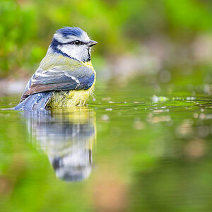 2024-11-15 79 Blue Tit.jpg
