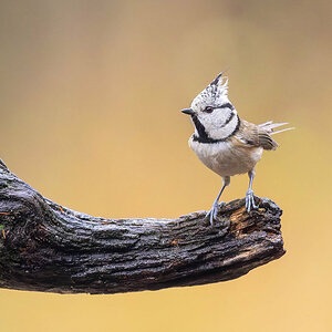 2024-11-15 14 Crested Tit.jpg