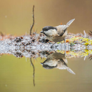 2024-11-15 56 Marsh Tit.jpg