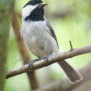 2021-04-03 11 Black-capped Chickadee.jpg