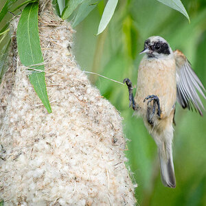 2023-06-14 21 Eurasian Penduline-Tit in Flight.jpg