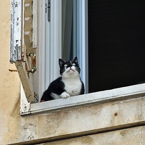 split_vis_katze.jpg