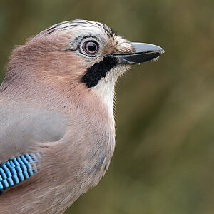 NB274412nikon.jpg