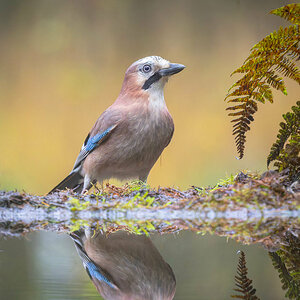 2024-11-15 06 Eurasian Jay.jpg